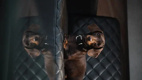 24 Dachshund on the couch from left to right reflection from the table Stock Footage 221118519