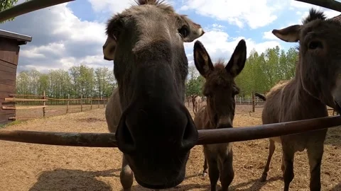 24 donkeys Stock Footage 309094315