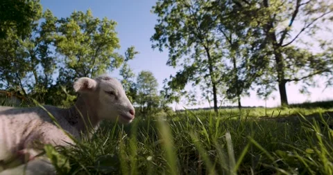 24-hour-old Lamb Rests at Golden Hour Stock Footage 281343170