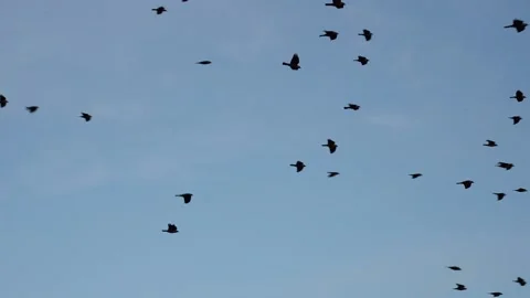 2/4 A Huge Flock of Black and Gray Crows Flying in the Open Blue Sky 스톡 동영상 234429778