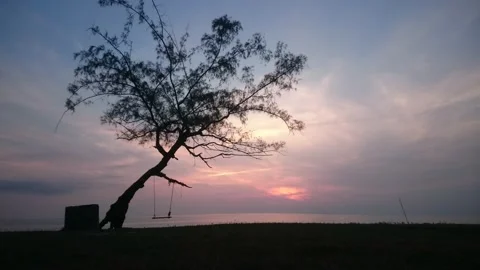 24 inclined tree with swing facing oceanic sunrise Stock Footage 145654903