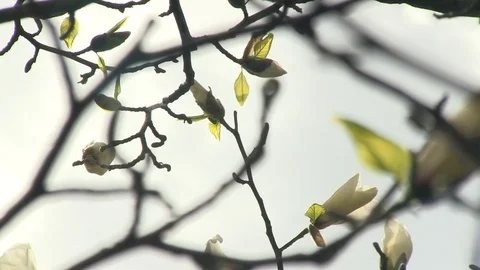 24-magnolia 库存影片 126999264
