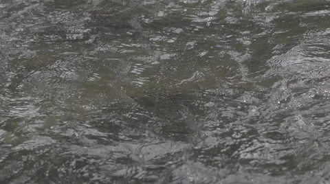 240 FPS Super Slow Mo Trout Stock Footage 49356325