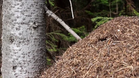 24.03.2019 動画素材 105094810
