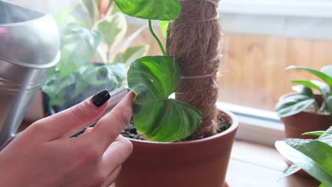 24042021-2 Stock Footage 152971056