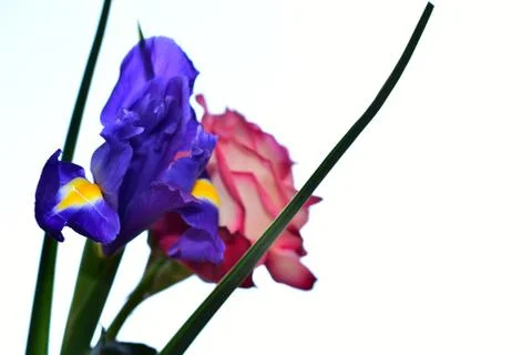 2406-rose with iris Stock Photos