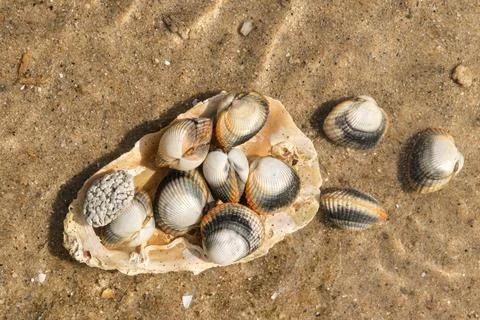 Common cockles underwater on seabed - species of edible saltwater clams xkwx abstract animal authentic clam cockle common cockle conch conhheart mussel dam detail dish edible edible clam edible cockle food heart meal muscle mussel nobody outdoors oval real ribbed ribbed oval saltwater sand sea sea animal sea food seabed seafood shell shell-fish shuck underwater unique unnatural unusual warping wave waves waving