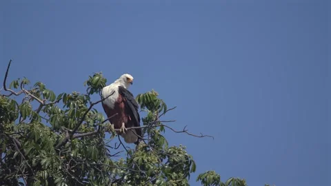 24.08.2025 African Fishing Eagle on Tree Branch in Chobe National Park, Botswana Stock Footage 328080418