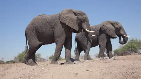 24.08.2025 - Two Giants Feeding at Chobe National Park, Botswana Stock Footage 335768585