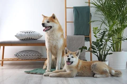 Cute Akita Inu dogs on rug in room with houseplants xkwx adorable akita animal background beautiful breed canine care companion cute decor decoration dedication design dog dogs domestic eyes face fresh friend funny furry green grow happy home house houseplant houseplants indoors interior inu japanese living lovely loyalty modern nature pedigree pet plant portrait posing pot purebred room rug zamioculcas