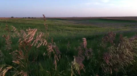 240FPS SLO MO - Grass blowing in wind Stock Footage 51445846