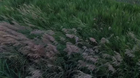 240FPS SLO MO - Grass blowing in wind at sunset Stock Footage 51445854