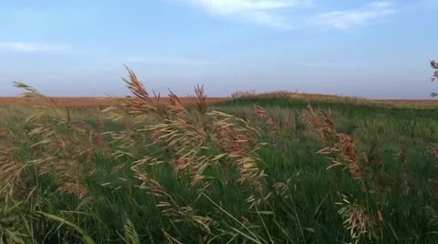 240FPS SLO MO - Grass blowing in wind near crop field. Stock Footage 51445862