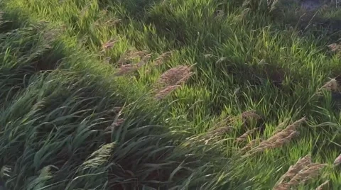 240FPS SLO MO - Grass at sunset blowing in wind with light streaks Stock Footage 51445859