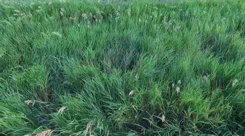 240FPS SLO MO - Rather green grass blowing in wind Stock Footage 51445856