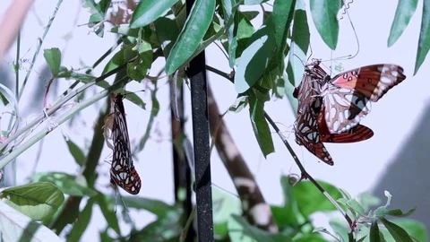 240fps slow motion 4 Gulf Fritillary butterflies trying to mate Stock Footage 77121590
