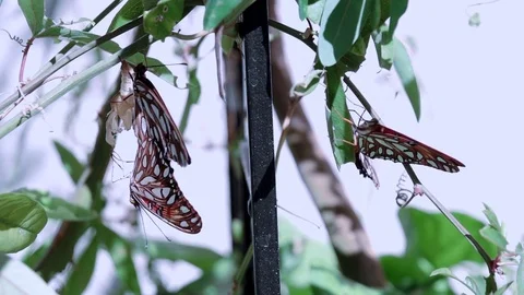 240fps slow motion butterflies mating while male hangs by abdomen Stock Footage 77130746
