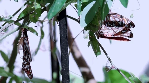 240fps slow motion mating Gulf Fritillary butterfly female drags male up plant Stock Footage 77118856