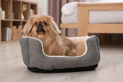 Cute Pekingese dog on pet bed in room xkwx adorable animal background beautiful bed breed canine chinese comfort comfortable companion cute dog doggie doggy fluffy friend fun funny fur furniture furry hair happy indoors interior little mammal nice pedigree pedigreed pekinese pekingese pet place pup puppy purebred room sleeping small soft