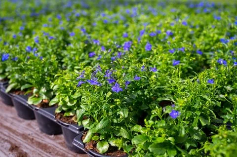 Cultivation of different summer bedding plants, begonia, petunia, young and flowering plants, decorative or ornamental garden plants growing in Dutch greenhouse xkwx Antirrhinum Begonia Busy Dutch flora Lobelia Petunia Rudbeckia agriculture aroma auction background bedding plants blossom color cultivated cultivation decoration farming flora floriculture floristic flower flowerhead garden glasshouse green greenhouse grow growing growth hothouse houseplant indoor industry netherlands ornamental perfumed pink plant pot produce purple rose shadow plant trade water white