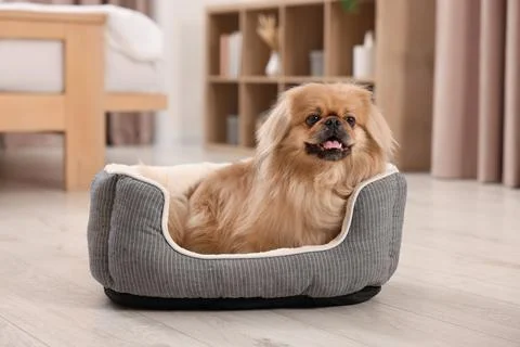 Cute Pekingese dog on pet bed in room xkwx adorable animal background beautiful bed breed canine chinese comfort comfortable companion cute dog doggie doggy fluffy friend fun funny fur furniture furry hair happy indoors interior little mammal nice pedigree pedigreed pekinese pekingese pet place pup puppy purebred room sleeping small soft