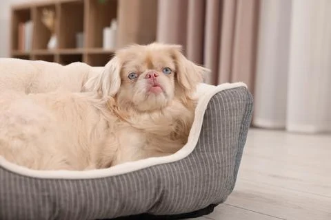 Cute Pekingese dog on pet bed in room xkwx adorable animal background beautiful bed breed canine chinese comfort comfortable companion cute dog doggie doggy fluffy friend fun funny fur furry hair happy indoors interior little mammal nice pedigree pedigreed pekinese pekingese pet place pup puppy purebred room sleeping small soft