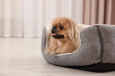 Cute Pekingese dog on pet bed in room xkwx adorable animal background beautiful bed breed canine chinese comfort comfortable companion copy cute dog doggie doggy fluffy friend fun funny fur furniture furry hair happy indoors interior little mammal nice pedigree pedigreed pekinese pekingese pet place pup puppy purebred room sleeping small soft space text window
