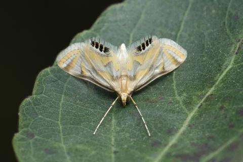 Codling moth on leaf, Cydia pomonella, Satara, Maharashtra, India ...