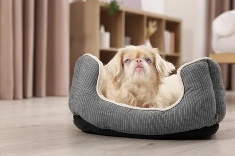 Cute Pekingese dog on pet bed in room xkwx adorable animal background beautiful bed breed canine chinese comfort comfortable companion copy cute dog doggie doggy fluffy friend fun funny fur furniture furry hair happy indoors interior little mammal nice pedigree pedigreed pekinese pekingese pet place pup puppy purebred room sleeping small soft space text