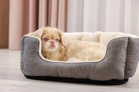 Cute Pekingese dog on pet bed in room xkwx adorable animal background beautiful bed breed canine chinese comfort comfortable companion cute dog doggie doggy fluffy friend fun funny fur furry hair happy indoors interior little mammal nice pedigree pedigreed pekinese pekingese pet place pup puppy purebred room sleeping small soft window