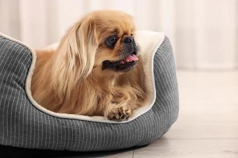 Cute Pekingese dog on pet bed in room xkwx adorable animal background beautiful bed breed canine chinese comfort comfortable companion copy cute dog doggie doggy fluffy friend fun funny fur furniture furry hair happy indoors interior little mammal nice pedigree pedigreed pekinese pekingese pet place pup puppy purebred room sleeping small soft space text window