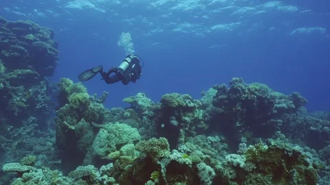   Vídeos de archivo 242774039