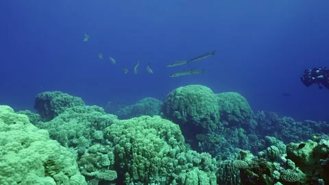   Stock Footage 242774198