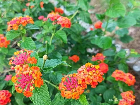 𝘓𝘢𝘯𝘵𝘢𝘯𝘯𝘢 𝘧𝘭𝘰𝘸𝘦𝘳 Stockfoto's