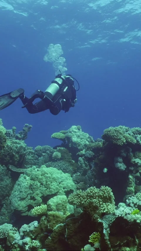    Stock Footage 243704465