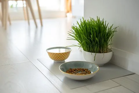 Bowls with cat food and water for pet on the floor at home. Dog fresh green grass in white bowl. Vitamins, feeding and pets care concept. xkwx cat food grass water bowl pet dog cat food dog food pet food sprouted oats home wheatgrass eat floor animal canine care cat-grass drink dry dry food grass enriched grass feed feline forage fresh full granules green growing healthy indoor kibble kitten kitty natural nourishment nutrition organic pellets petfood plate top view vitamin white