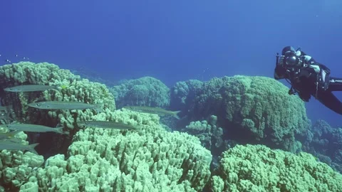   Stock Footage 244518630