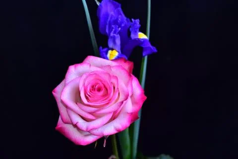 2446-rose with iris Stock Photos