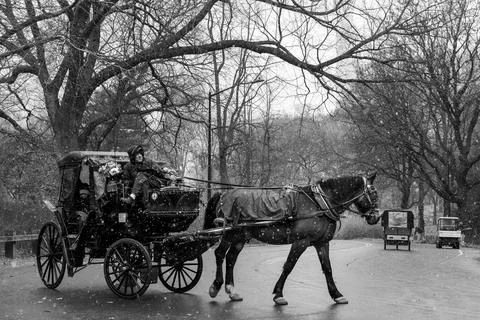 horse-drawn carriage, taking tourists through Central Park, during a snowfall xkwx Central Park John Lennon Memorial New York New York City USA colours manhattan us coach post united york lamp panoramic inside vehicle walking wedding earth panorama handicap photo outside america transport wheel horse scene drive storm driver ride state harness mammal people cart drawn amish eastern