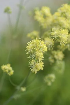 Common meadow rue flowers - Latin name - Thalictrum flavum xkwx Common meadow rue yellow flower nature plant botany garden spring close up outdoors leaf green Thalictrum flavum poor mans rhubarb yellow meadow-rue