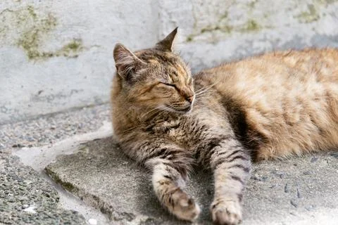 A brown tabby cat with closed eyes lying on the floor. Abandoned cat. Pelourinho, Brazil. xkwx tabby young adorable beautiful nature alley cat alley cats animal background bahia brazil. cat cat's eyes cute domestic eyes face feline floor fur garden kitten kitty looking lovely mammal outdoors outside path pavement pelourinho pet portrait relaxing salvador sidewalk sitting stray cat street urban cat walkway white
