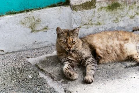 A brown tabby cat with closed eyes lying on the floor. Abandoned cat. Pelourinho, Brazil. xkwx tabby young adorable beautiful nature alley cat alley cats animal background bahia brazil. cat cat's eyes cute domestic eyes face feline floor fur garden kitten kitty looking lovely mammal outdoors outside path pavement pelourinho pet portrait relaxing salvador sidewalk sitting stray cat street urban cat walkway white