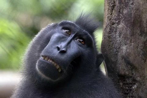 Portrait of a yaki monkey on the enclosure Jakarta, Jakarta, Indonesia
