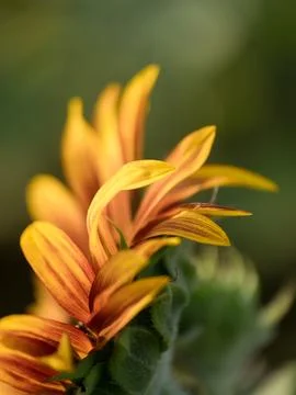 Detail of yellow, orange, and red sunflower in field. xkwx agriculture beautiful beauty blooming blossom bright circle color colorful field flora floral flower garden green harvest landscape natural nature orange petal plant red summer sun sunflower sunflowers sunlight sunny yellow nokesville virginia united states no people