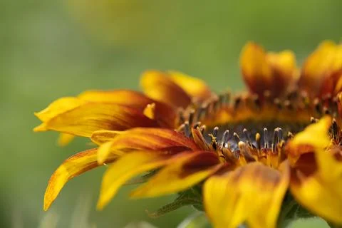 Detail of yellow, orange, and red sunflower in field. xkwx agriculture beautiful beauty blooming blossom bright circle color colorful field flora floral flower garden green harvest landscape natural nature orange petal plant red summer sun sunflower sunflowers sunlight sunny yellow nokesville virginia united states no people
