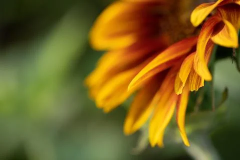 Detail of yellow, orange, and red sunflower in field. xkwx agriculture beautiful beauty blooming blossom bright circle color colorful field flora floral flower garden green harvest landscape natural nature orange petal plant red summer sun sunflower sunflowers sunlight sunny yellow nokesville virginia united states no people