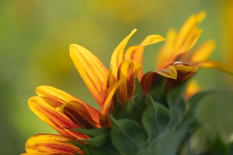 Detail of yellow, orange, and red sunflower in field. xkwx agriculture beautiful beauty blooming blossom bright circle color colorful field flora floral flower garden green harvest landscape natural nature orange petal plant red summer sun sunflower sunflowers sunlight sunny yellow nokesville virginia united states no people