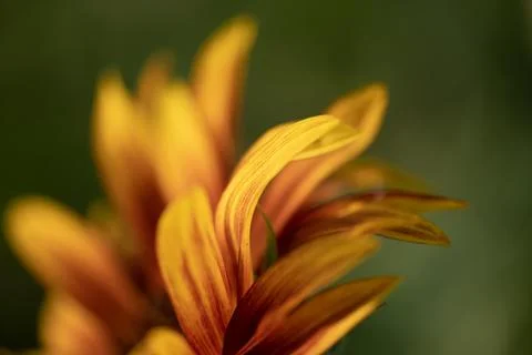 Detail of yellow, orange, and red sunflower in field. xkwx agriculture beautiful beauty blooming blossom bright circle color colorful field flora floral flower garden green harvest landscape natural nature orange petal plant red summer sun sunflower sunflowers sunlight sunny yellow nokesville virginia united states no people