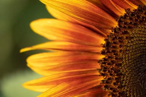 Detail of yellow, orange, and red sunflower in field. xkwx agriculture beautiful beauty blooming blossom bright circle color colorful field flora floral flower garden green harvest landscape natural nature orange petal plant red summer sun sunflower sunflowers sunlight sunny yellow nokesville virginia united states no people