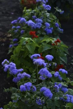 Purple flowers in the summer garden. Bush Ageratum conyzoides. Small ageratum flowers. xkwx perennial mexican beautiful paintbrush background houstoniana blooming herbaceous flossflower wendlandii carelia floss conyzoides bloom petal summer ornamental houstonianum flora bush pollen small fresh circle blanket autumn garden purple tongolensis plant blue astringent foliage flower decorative leaf gardener remedy alternate violet inflorescence nature natural lance green blossom aster floral ageratum compositae